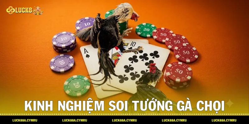 Kinh nghiệm soi tướng gà chọi và chiến thuật cược Bồ gà lâm dồ hiệu quả cùng Luck8